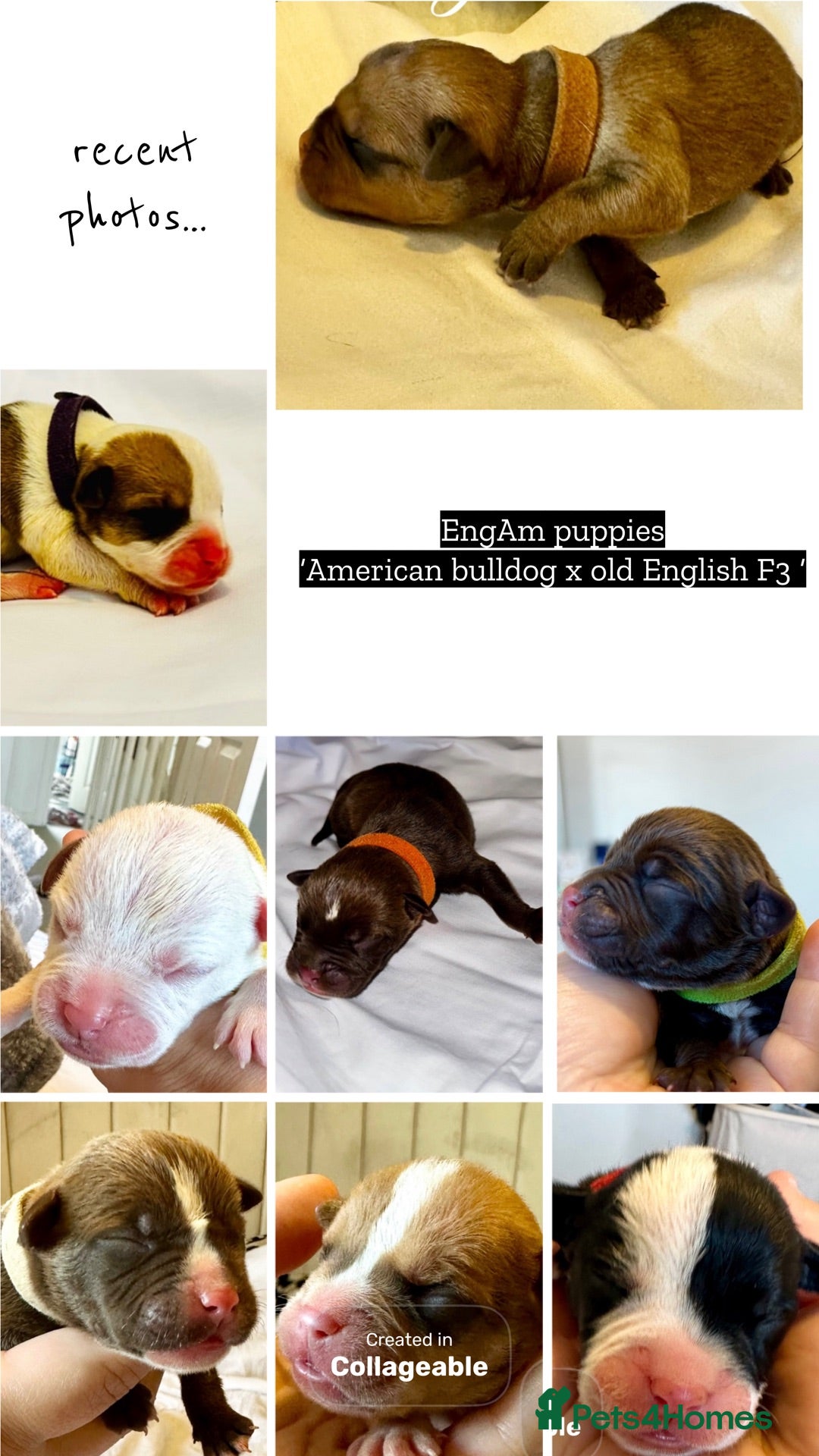 Mixed Breed dogs 🐾 AMERICAN BULLDOG X OLD ENGLISH BULLDOG PUPPIES - Advert 16