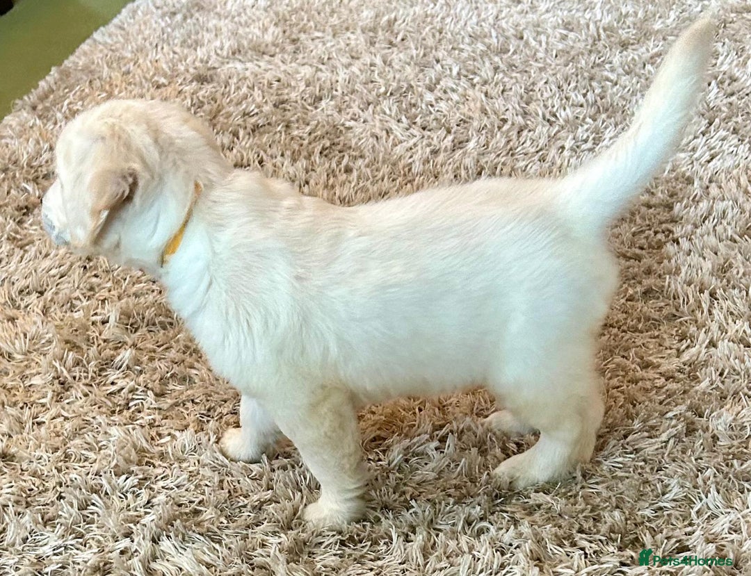 Golden Retriever dogs for sale: Chunky, cream pups - Advert 11