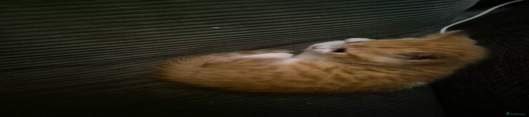 British Shorthair Kitten 2