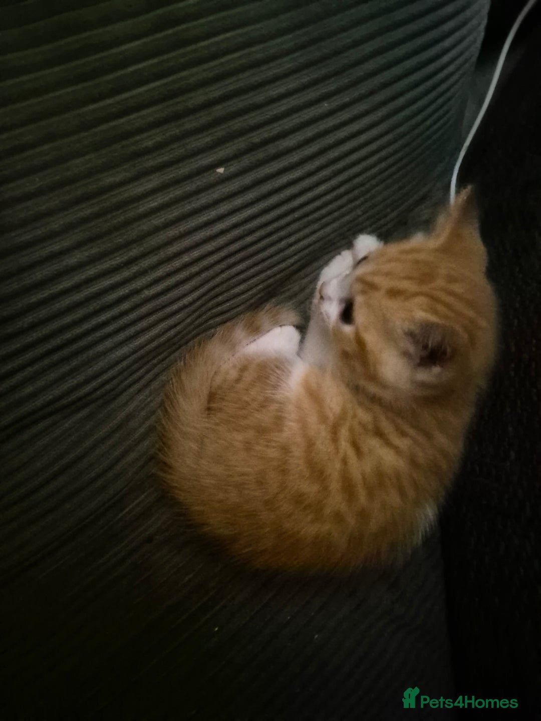 British Shorthair cats for sale: Ginger male kittens - Image 1