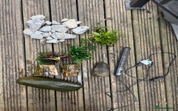 Terrapin reptiles for sale: Terrapins - Image 23