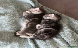 Mixed Breed cats for sale: British longhair cross kittens  - Image 5