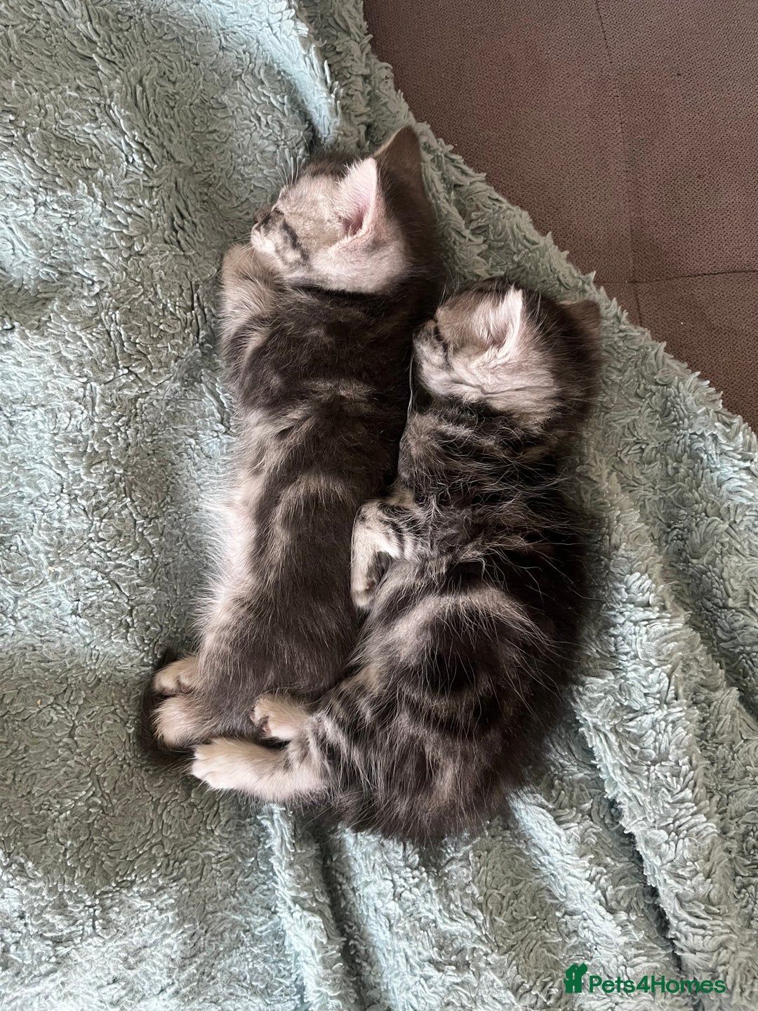 Mixed Breed cats for sale: British longhair cross kittens  - Image 5