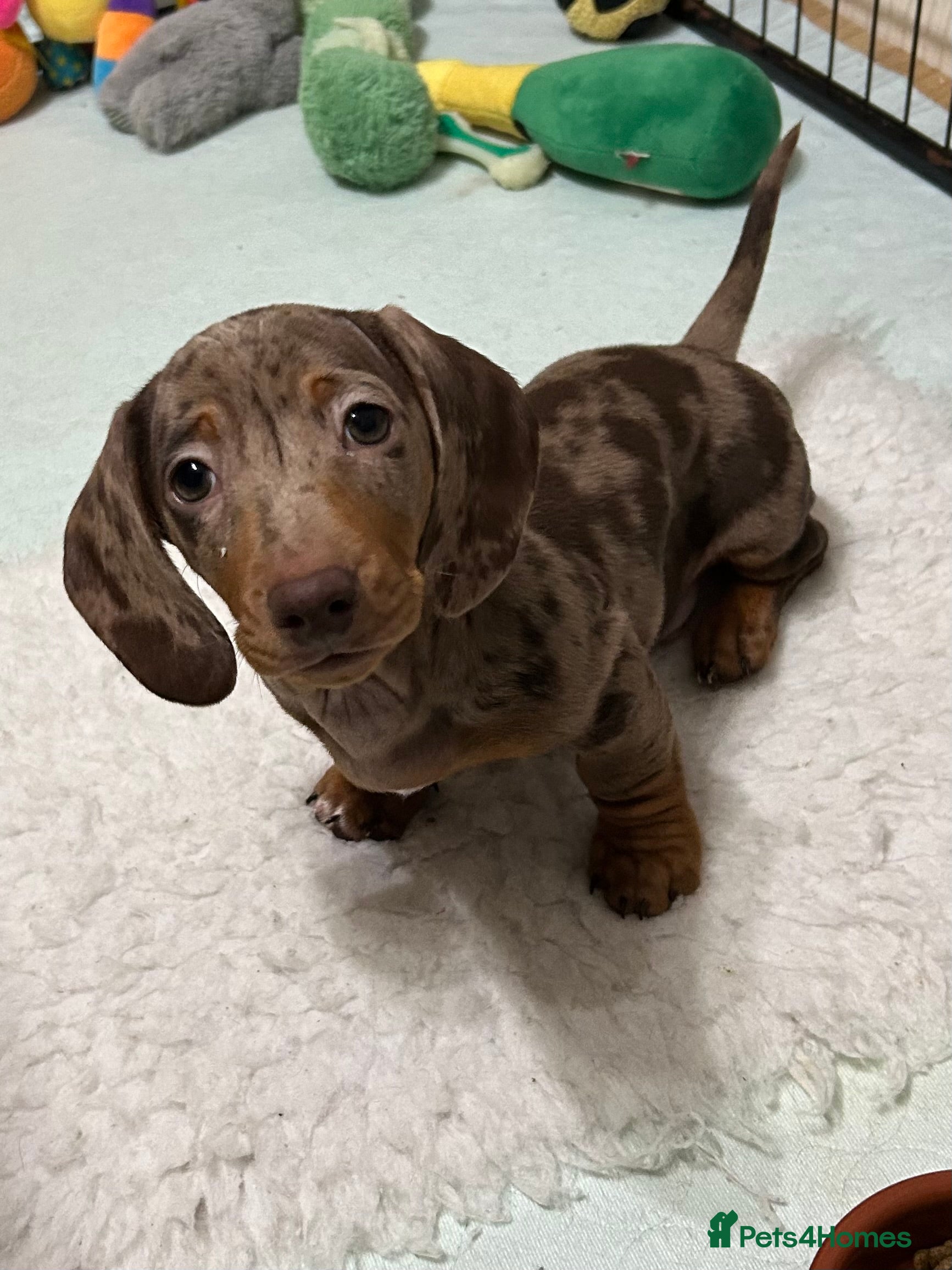 Miniature Dachshund dogs  Isabella & chocolate & tan Miniature dachshunds  - Advert 1