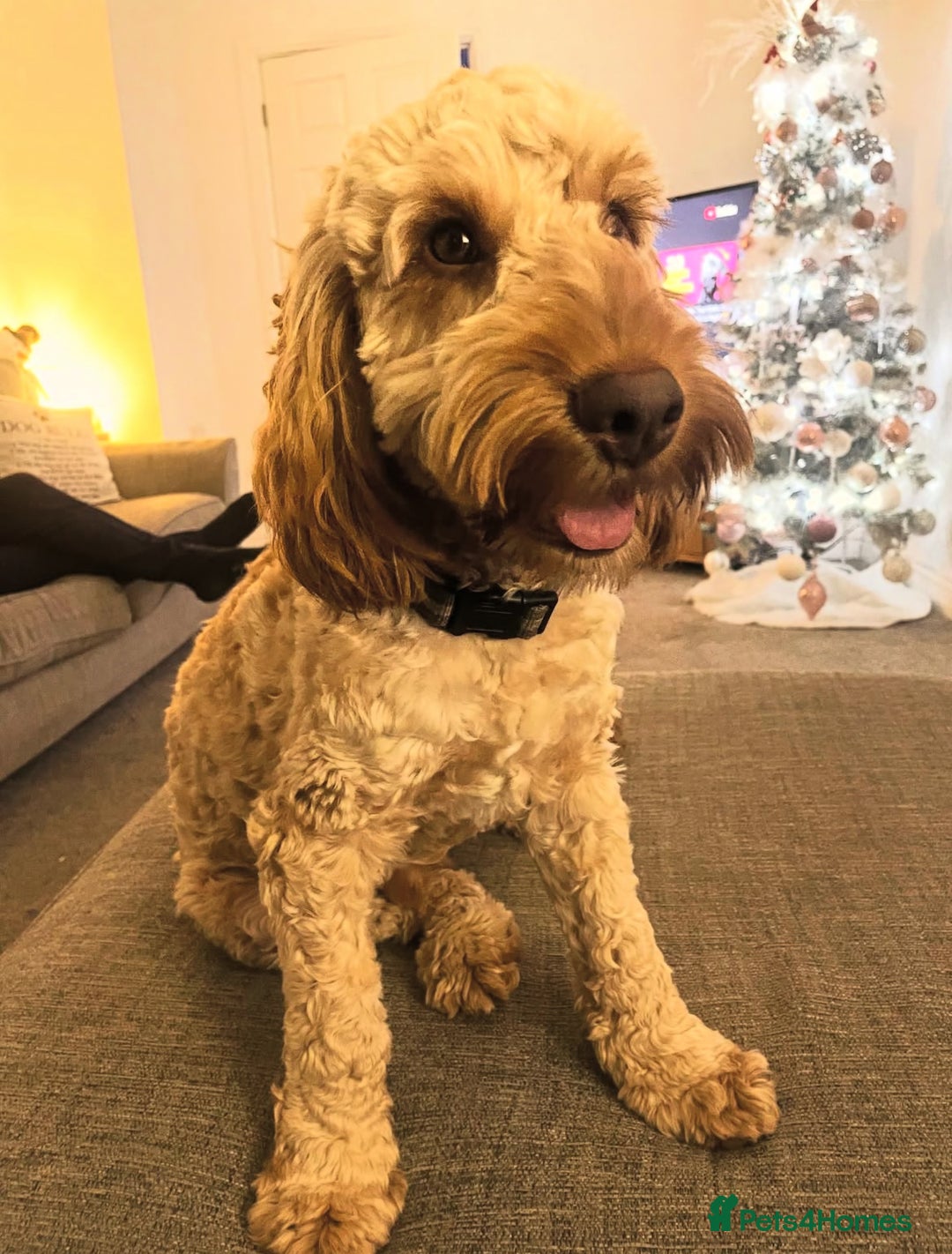 Cockapoo dogs for stud: Cockapoo Male Stud F1  - Advert 3