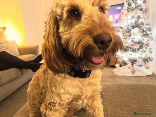 Cockapoo dogs Cockapoo Male Stud F1 - Advert 1