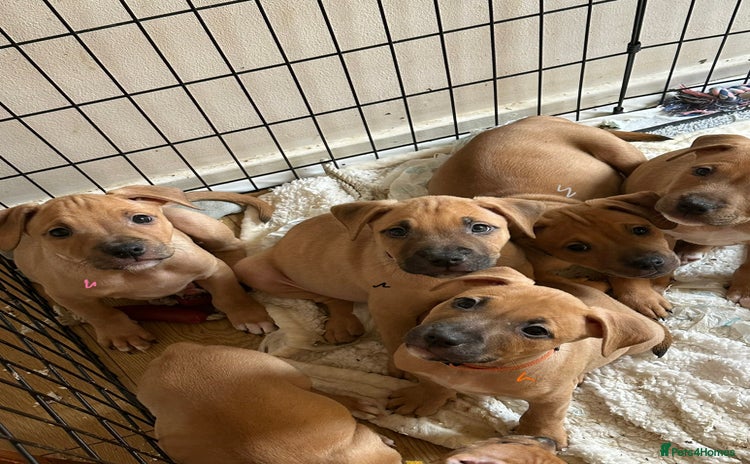 Mixed Breed dogs - Advert 2