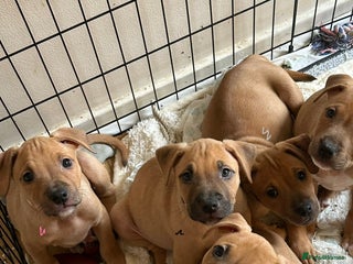 Mixed Breed dogs - Advert 13