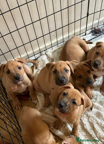 Mixed Breed dogs - Advert 2