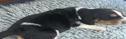 Basset Hound dogs for sale: Stunning KC Basset Hound Pups - Advert 4