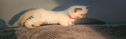 Ragdoll cats for sale: Blue Point Ragdoll Kittens Champion Bloodline - Advert 23