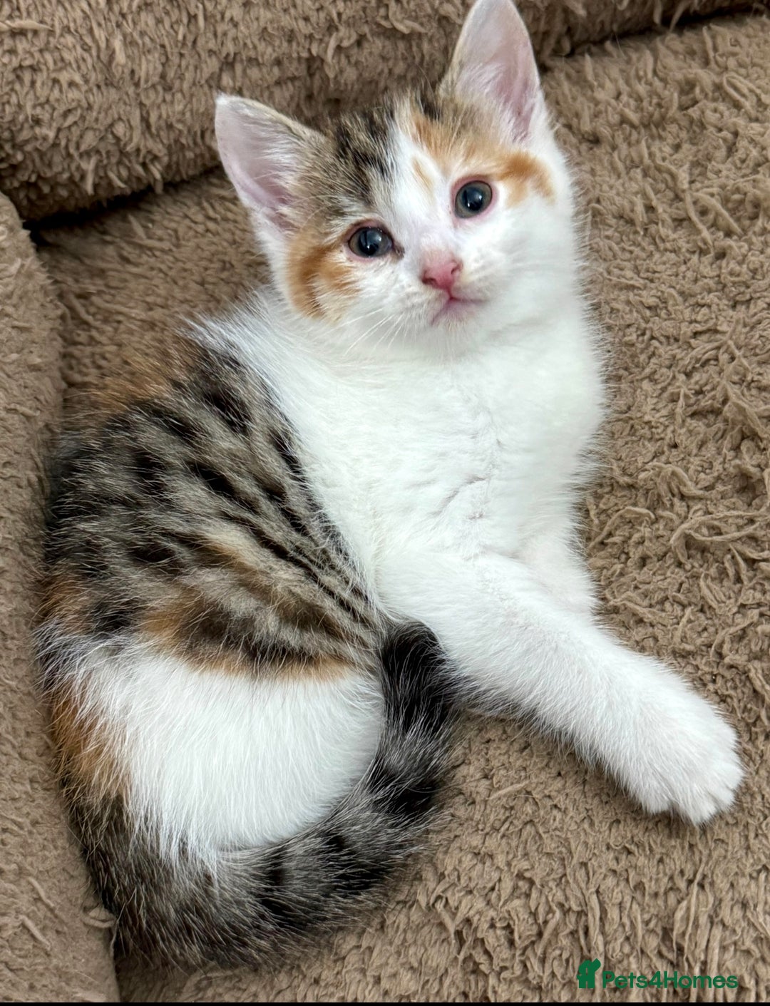 Mixed Breed cats for sale: GORGEOUS KITTYS  - Advert 9