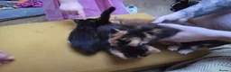 Mixed Breed cats for sale: 4 Kittens For Sale in Leighton Buzzard - Advert 6