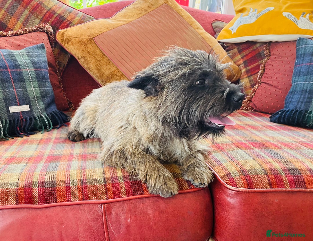 Cairn Terrier dogs for stud: Stunning kc reg CAIRN STUD in Doncaster - Advert 5
