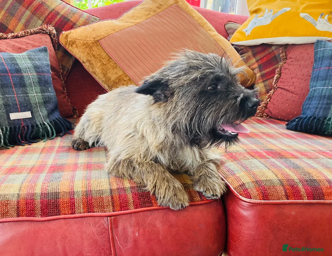 Cairn Terrier dogs for stud: Stunning kc reg CAIRN STUD in Doncaster - Advert 5