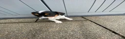 Jack Russell dogs for sale: Working jack russell puppies  - Advert 5