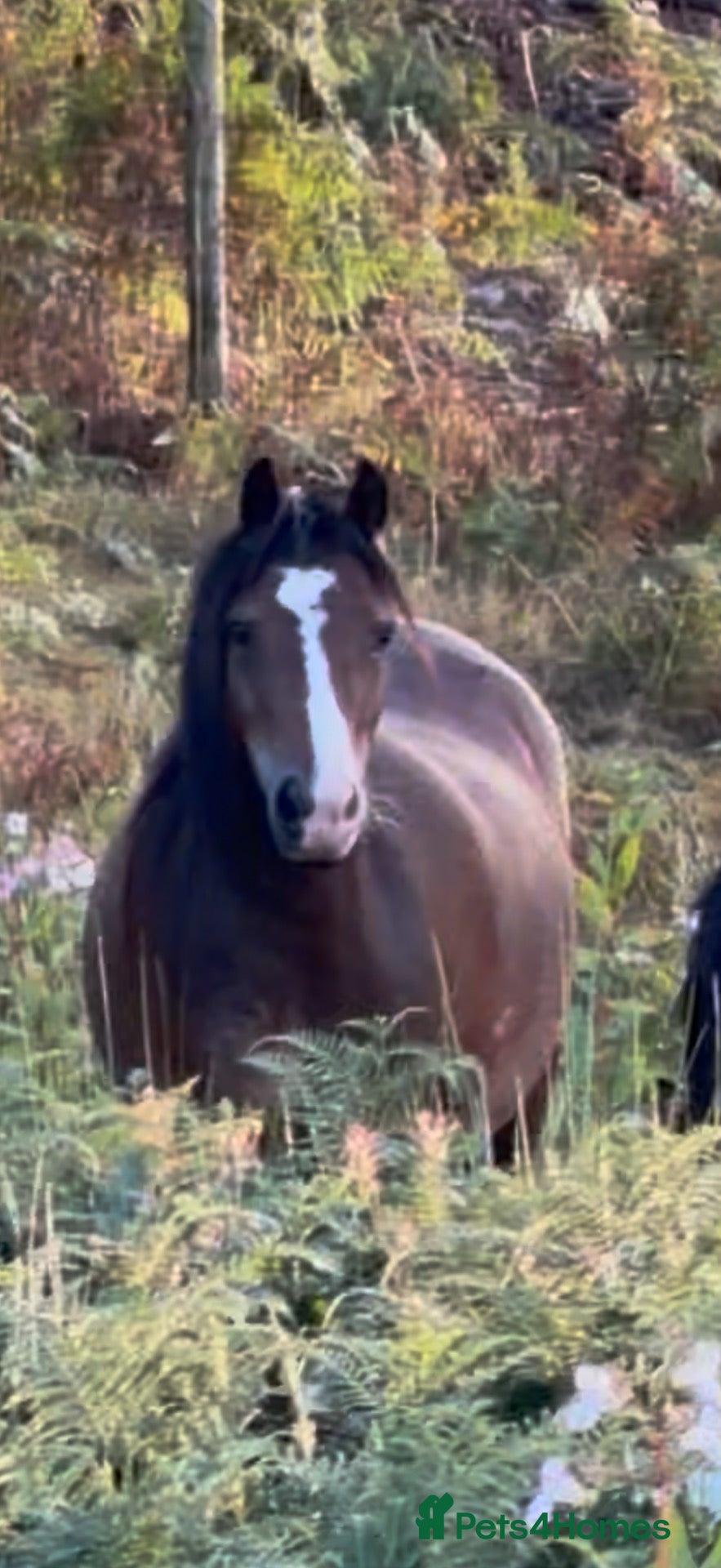 Welsh Section A horses for sale: 12hh unbroken 4yr old mare - Advert 3