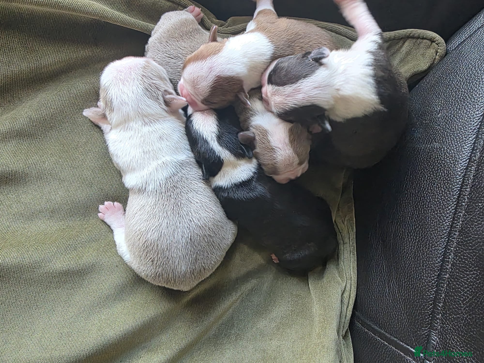Boston Terrier dogs Stunning KC registered Boston Terrier puppies - Advert 1