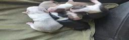 Boston Terrier dogs for sale: Stunning KC registered Boston Terrier puppies - Advert 1