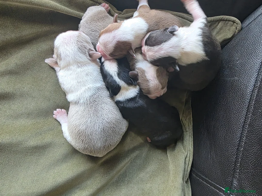 Boston Terrier dogs for sale: Stunning KC registered Boston Terrier puppies - Advert 1