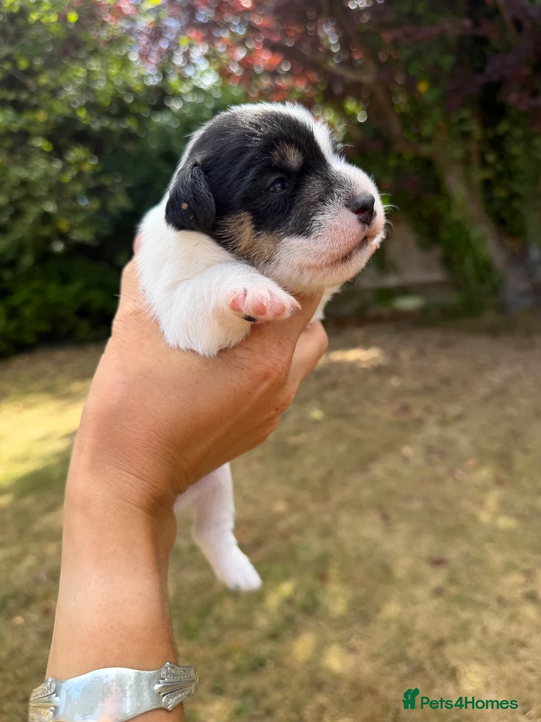 Jack Russell dogs for sale: Jack Russell puppies  - Advert 2