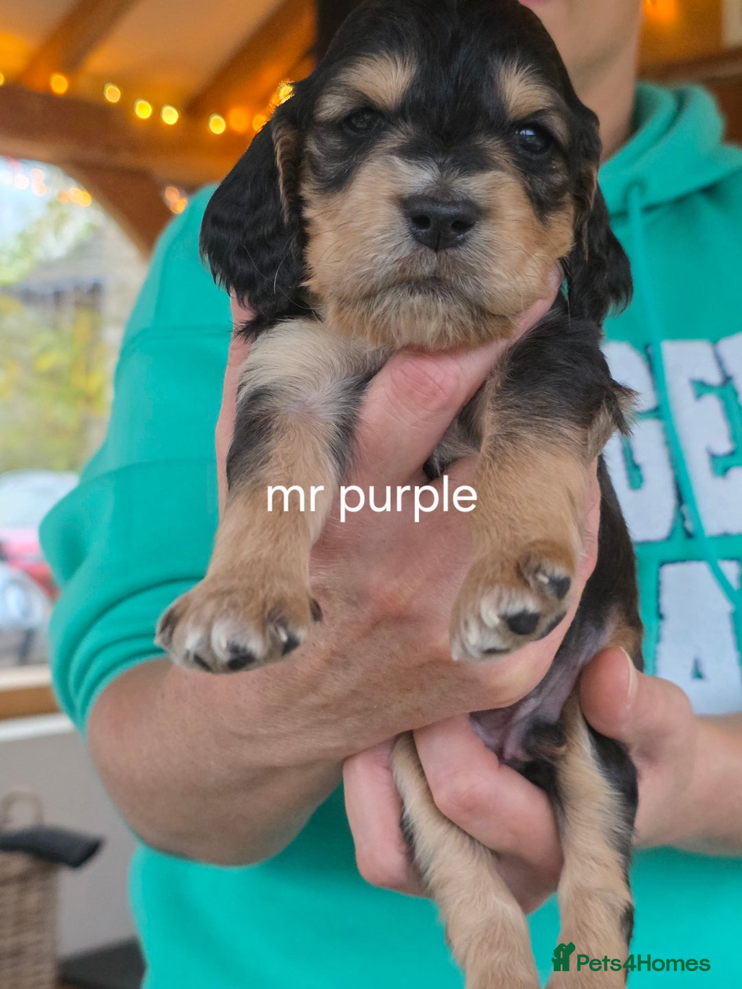 Cockapoo dogs for stud: Silver Phantom Parti Cockapoo for Stud - Advert 13