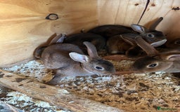 Rex rabbits for sale: Mini Caster rex - Image 7