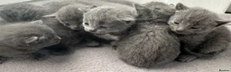 Russian Blue cats for sale: Russian Blue kittens  - Advert 26