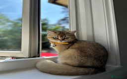British Longhair cats for sale: Top qualityBritish longhaired kitten white&golden  - Image 21