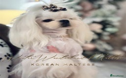 Maltese dogs for stud: 🩵Extreme Face Korean Maltese For Stud 🧬 CLEAR🩵 - Image 6