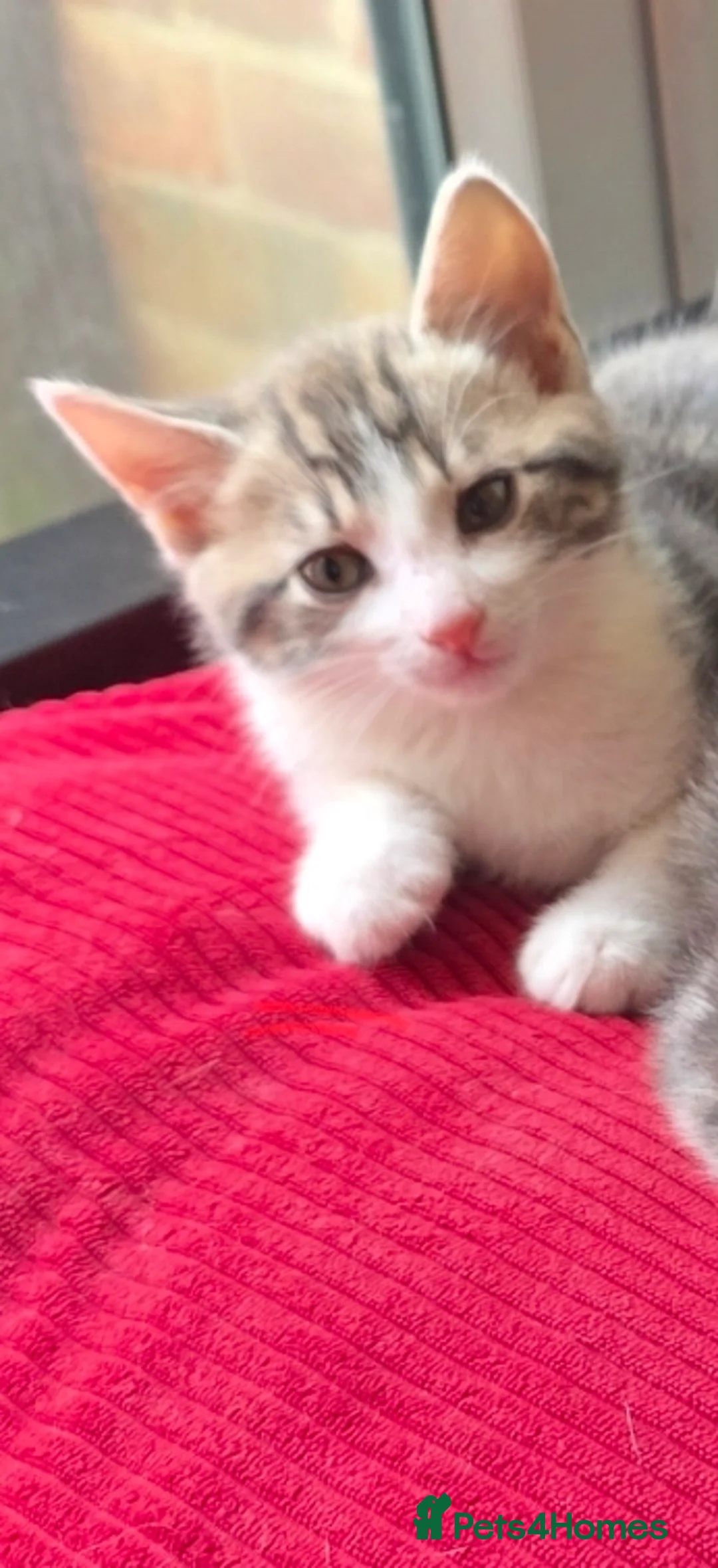 Mixed Breed cats for sale: Kittens ready for their forever home  - Advert 2