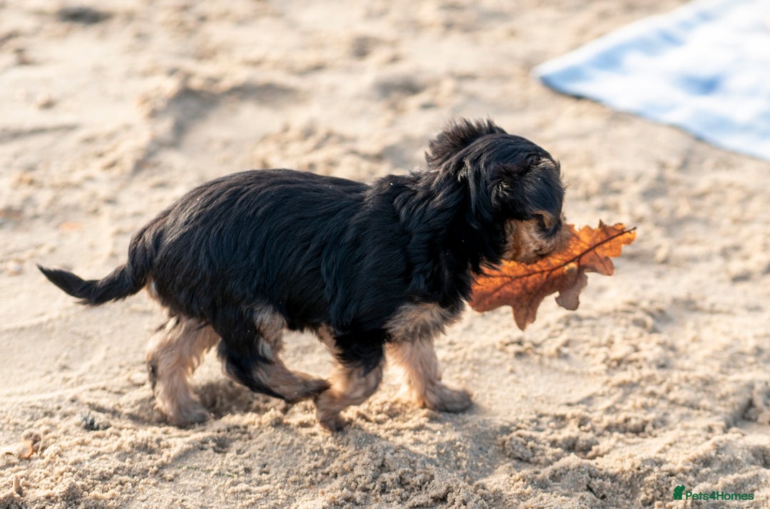 Yorkshire Terrier dogs for sale: YORKSHIRE TERRIER PUPS  - Advert 6