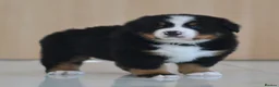 Bernese Mountain Dog dogs for sale: KC REGISTERED BERNEESE PUPPIES  - Advert 10