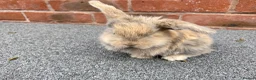 Mini Lop rabbits for sale: STUNNING PURE BREED MINI LOPS AMAZING COLOURS  - Advert 10
