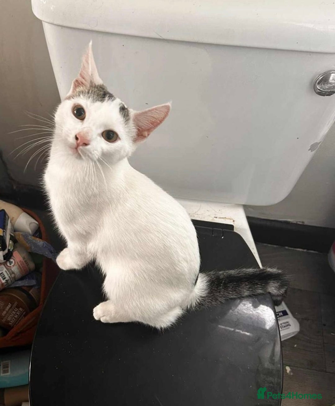 British Shorthair cats for sale: Daisy & Rory looking for their Forever homes - Image 3