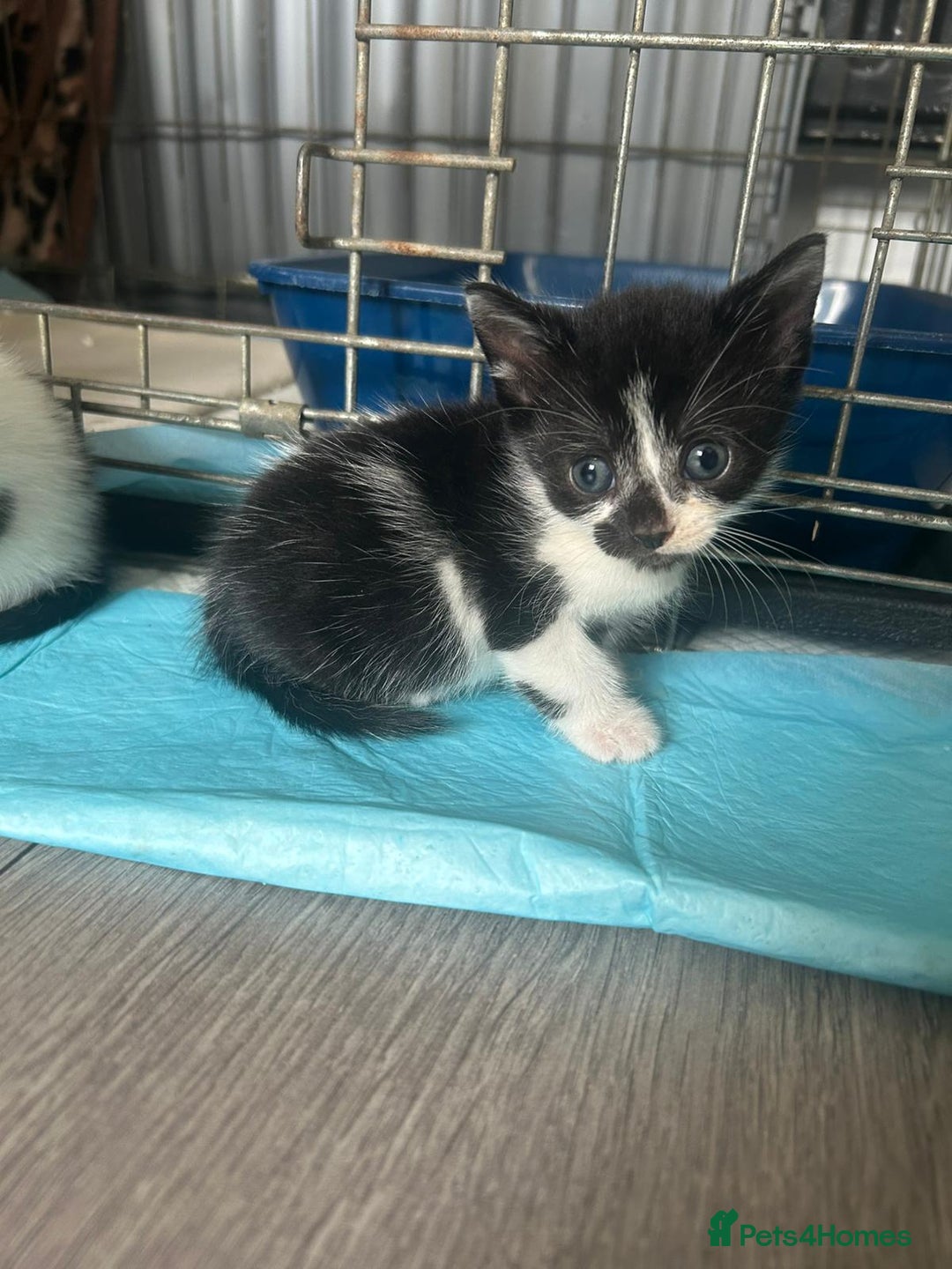Mixed Breed cats for sale: 6 Stunning Kittens  - Image 4
