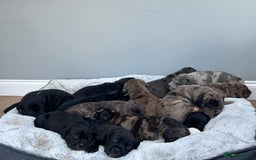 Mixed Breed dogs for sale: mastiff pups🐾 - Advert 6