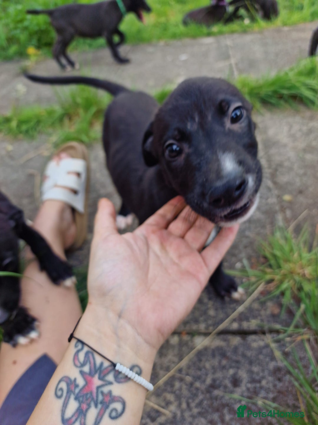 Lurcher dogs for sale: 3 beautiful lurcher girls ready now!!! - Image 2
