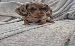 Miniature Dachshund dogs for sale: Kc dachshund babies ready next week - Image 16