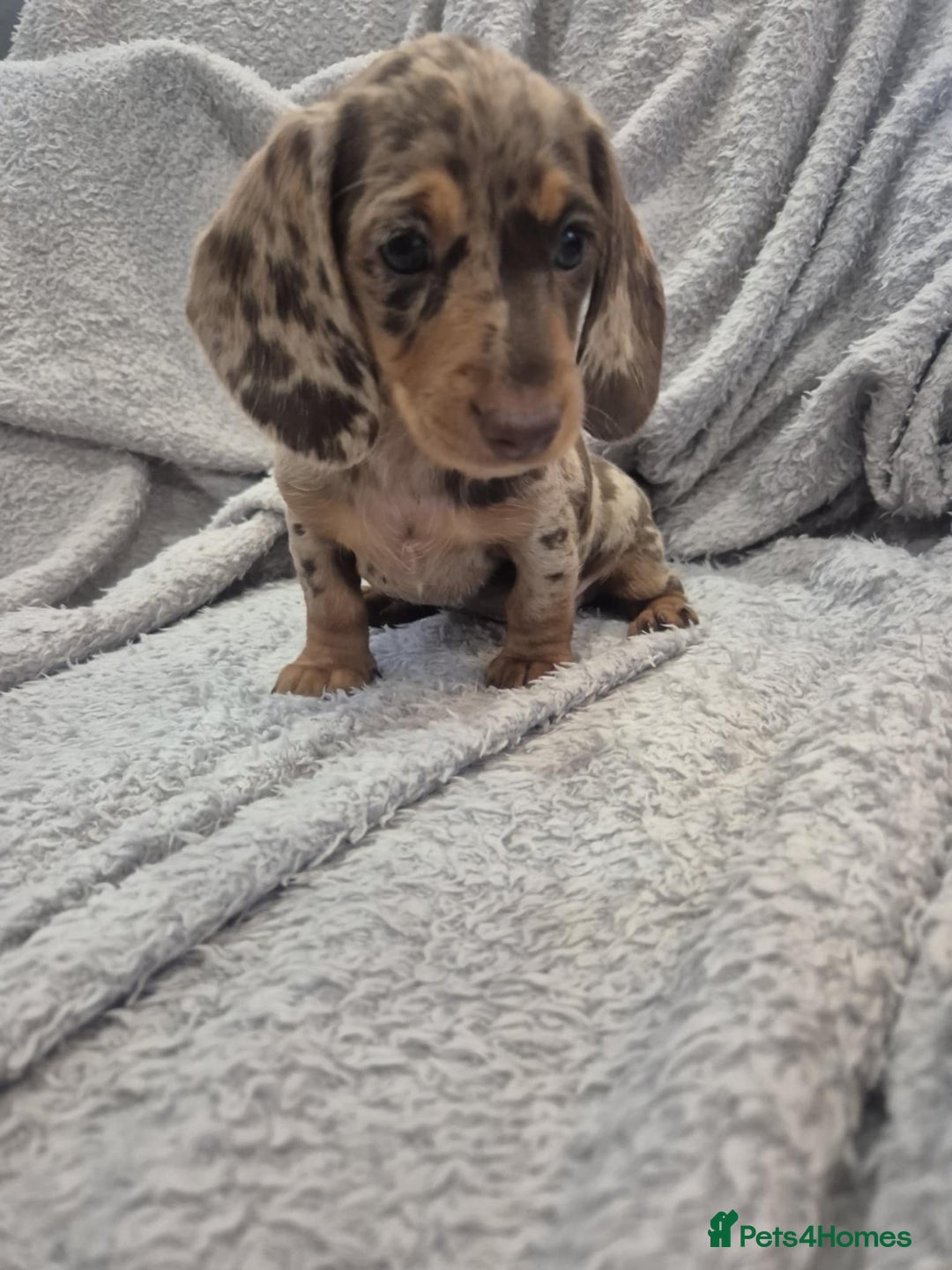 Miniature Dachshund dogs for sale: Kc dachshund babies ready next week - Image 16