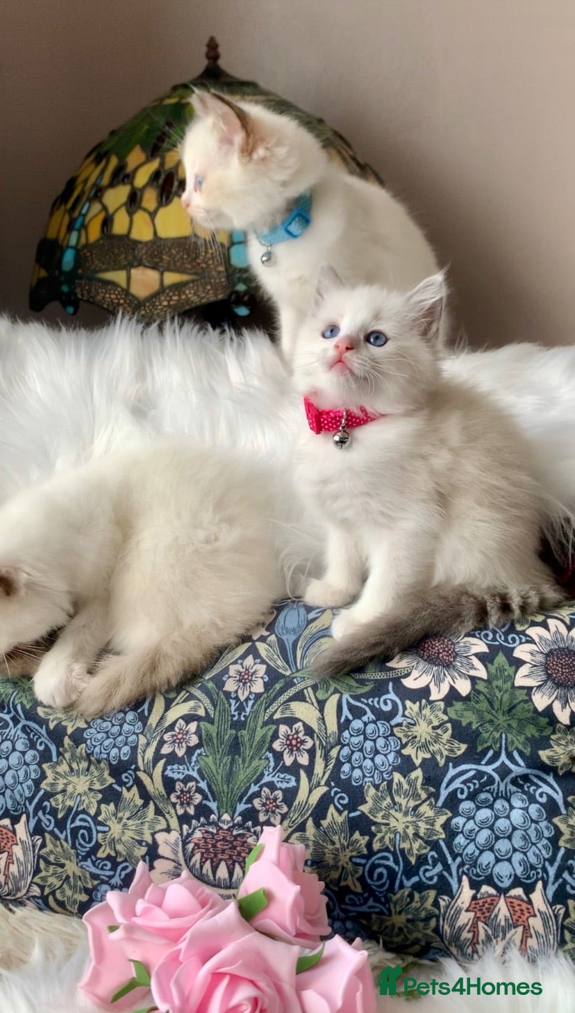 Ragdoll cats Bi-colour Ragdoll kittens Ready one girl left - Advert 1
