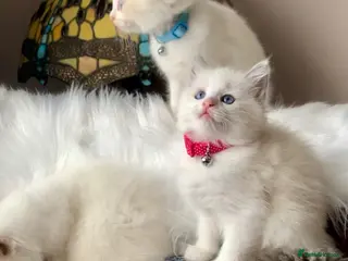 Ragdoll cats Bi-colour Ragdoll kittens Ready one girl left - Advert 1
