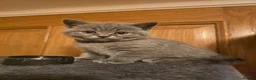 British Shorthair cats for sale: Beautiful British Shorthair Kittens - Advert 7