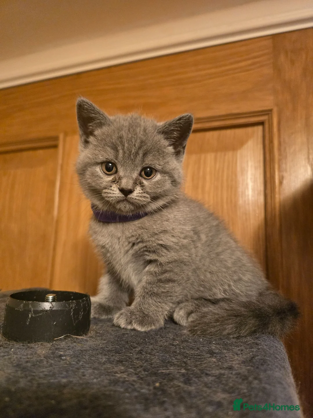 British Shorthair cats for sale: Beautiful British Shorthair Kittens - Advert 7