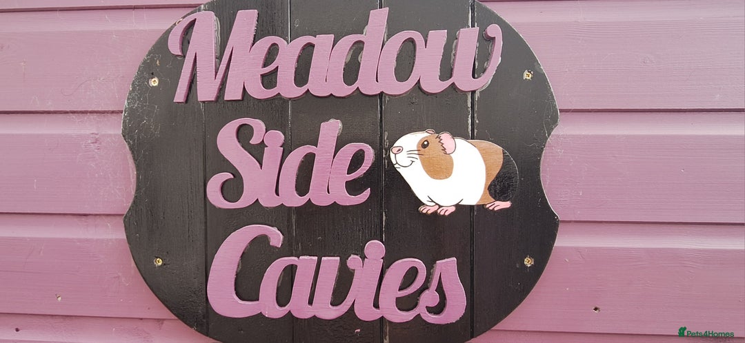 Guinea Pig rodents for sale: BABY GUINEA PIGS AVAILABLE HEREFORDSHIRE  - Image 1
