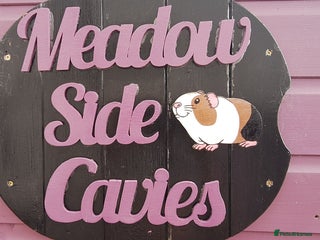 Guinea Pig rodents - Advert 9