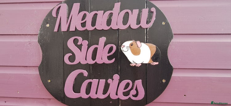 Guinea Pig rodents - Advert 3