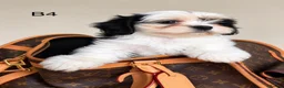 Cava Tzu dogs for sale: Gorgeous Cavatzus – Cavalier × Shih Tzu Puppies - Advert 4