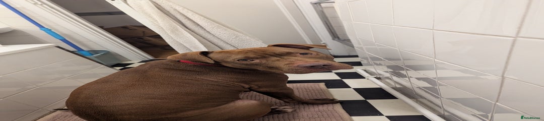 American Bull Staffy Puppy 1