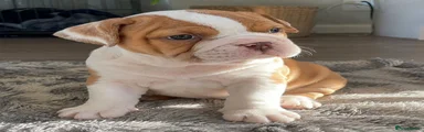 English Bulldog 3